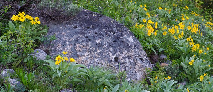 Arrowleaf Balsamroot (Balsamorhiza sagittata) flowers and large boulder, Grand Teton National Park, Teton County, Wyoming, USA