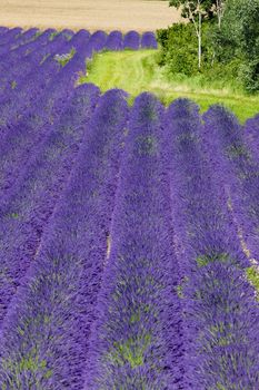 lavender field, Plateau de Valensole, Provence, France