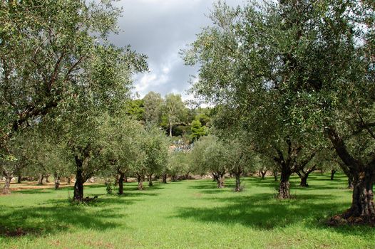 Rows of olive trees in the country.