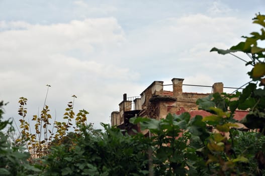 Overgrown plants in the garden of an abandoned house.
