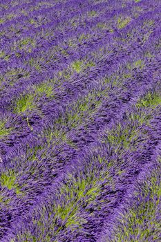 lavender field, Plateau de Valensole, Provence, France