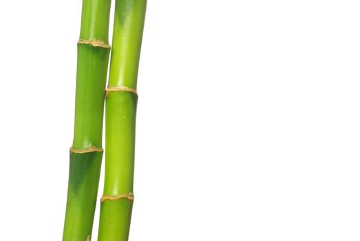 green bamboo  isolated on a white background