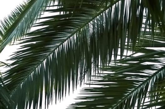 Palm tree leaves against a white background.
