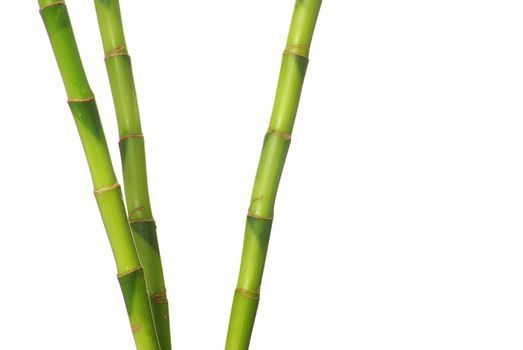 green bamboo  isolated on a white background