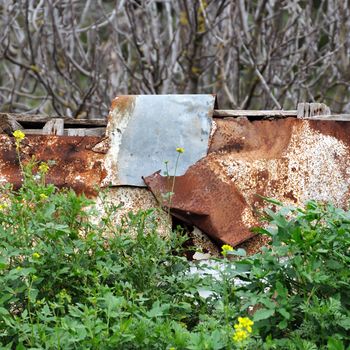 Rusty aluminum sheeting and blooming wild flowers.