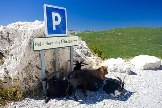 goats at Belvedere de Glacieres, Verdon Gorge, Provence, France