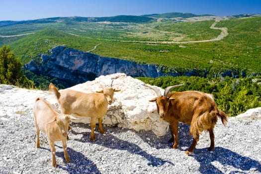 Verdon Gorge, Provence, France
