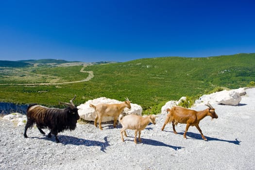 Verdon Gorge, Provence, France