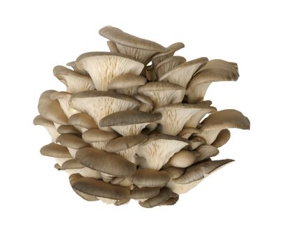 oyster mushroom isolated on a white background