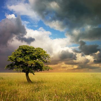 A Lone Tree with Cloudy Sky and Grass