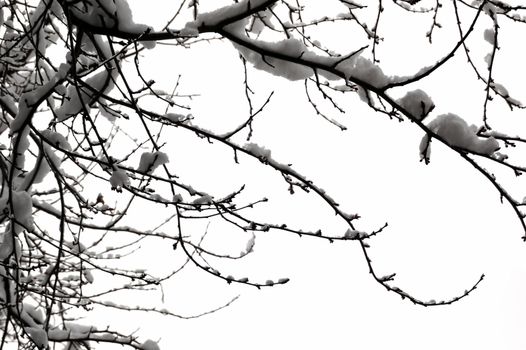 Tree branches covered in snow. Winter background.