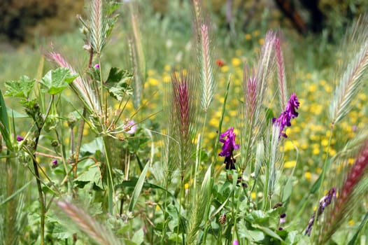 Blooming wildflowers and plants in a park. Springtime nature.