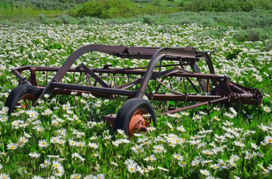 Rusting farm impliment and White Mule's Ear flowers (Wyethia helianthoides), Fremont County, Idaho, USA