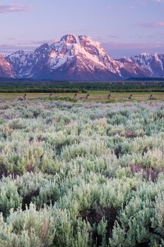 Mount Moran and sagebrush at sunrise in early summer, Grand Teton National Park, Teton County, Wyoming, USA