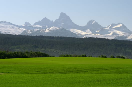 Rolling green wheat fields and the Teton Mountains in early summer, Teton County, Idaho, USA