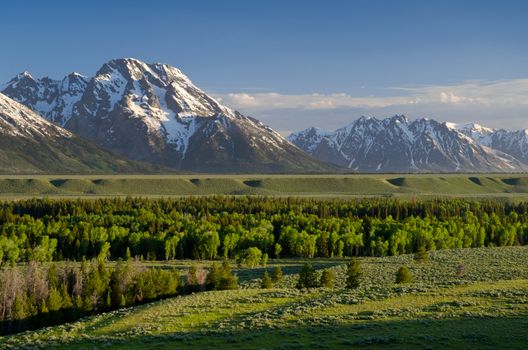 Mount Moran and mixed forest in early summer, Grand Teton National Park, Teton County, Wyoming, USA