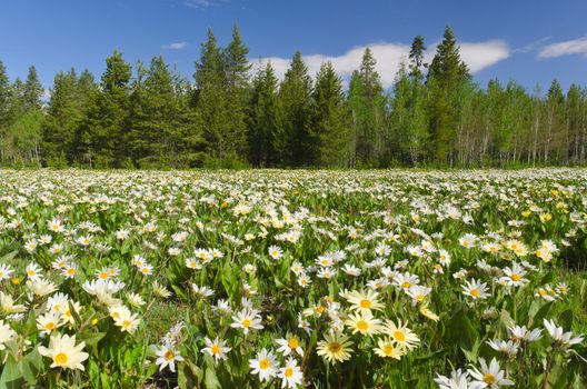 White Mule's Ear flowers (Wyethia helianthoides) and pine forest near Island Park, Fremont County, Idaho, USA