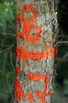 Tree trunk with red painted numbers.