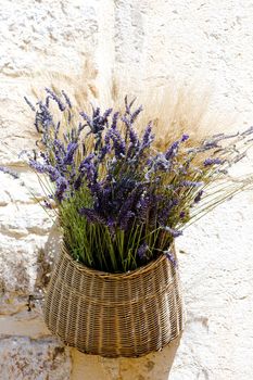 bunch of lavenders, Aiguines, Var Departement, Provence, France