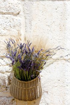 bunch of lavenders, Aiguines, Var Departement, Provence, France