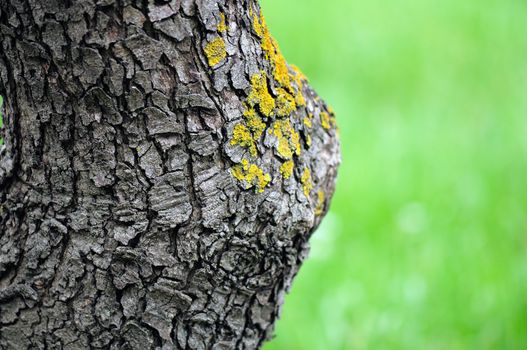 Detail of tree trunk with yellow moss fungus. Selective focus.