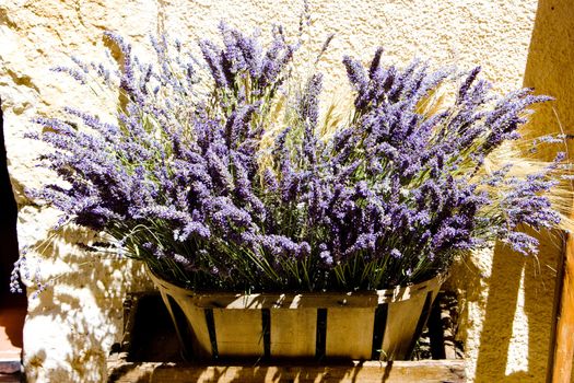 bunch of lavenders, Aiguines, Var Departement, Provence, France