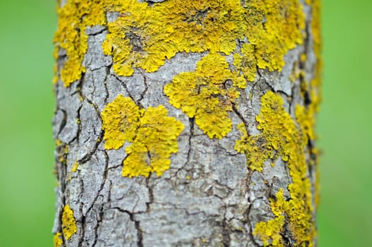 Close up of tree trunk with yellow moss fungus. Selective focus.