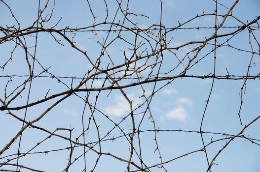 Vine plant branches and barbed wire. Abstract background.