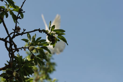 Obscured white dove in flight and tree branches.