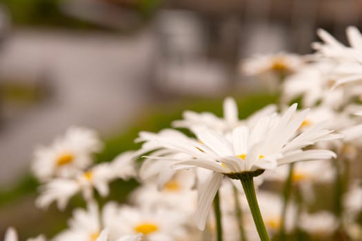 a closeup of a daisy in the field