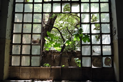 Tree growing through the broken windows of an abandoned factory.