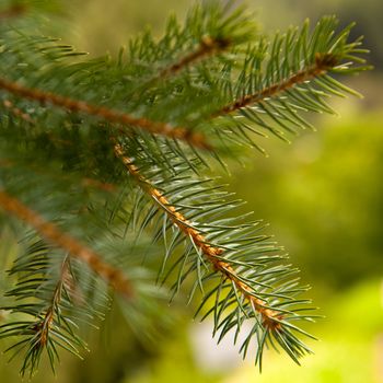 a pine branch