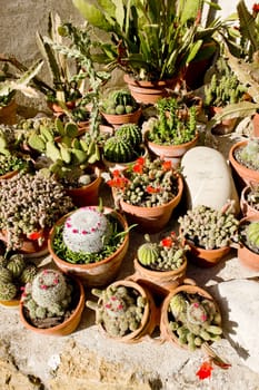 cactuses'' still life, Rougon, Provence, France