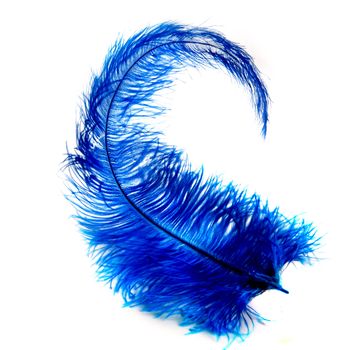 a blue feather