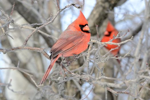 A male Cardinal perched on a branch.