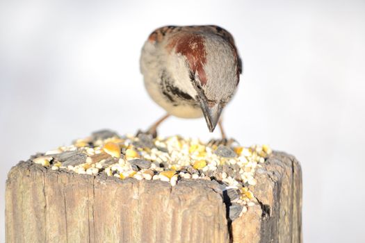 A tree sparrow perched on a post eating bird seed.