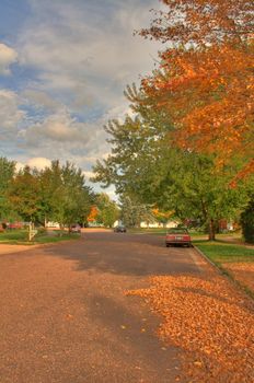 fall trees