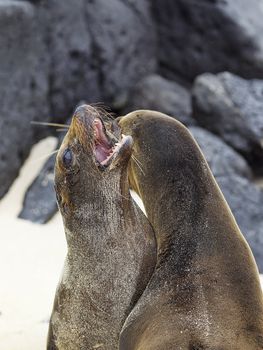 Sea lion colony on Santa Fe island, Galapagos