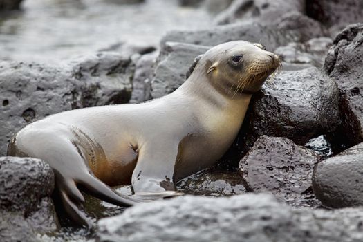 Sea lion colony on Santa Fe island, Galapagos