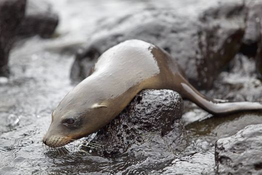 Sea lion colony on Santa Fe island, Galapagos