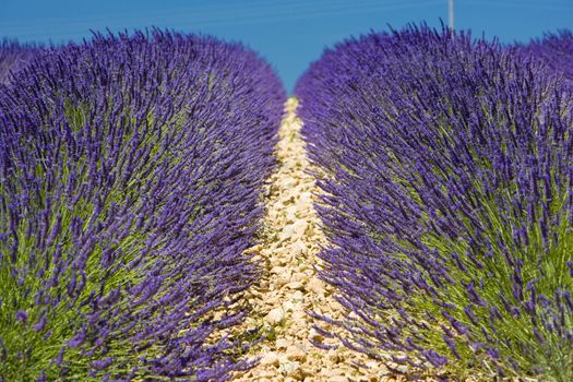 lavender field, Plateau de Valensole, Provence, France
