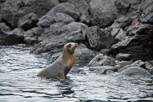 Sea lion colony on Santa Fe island, Galapagos