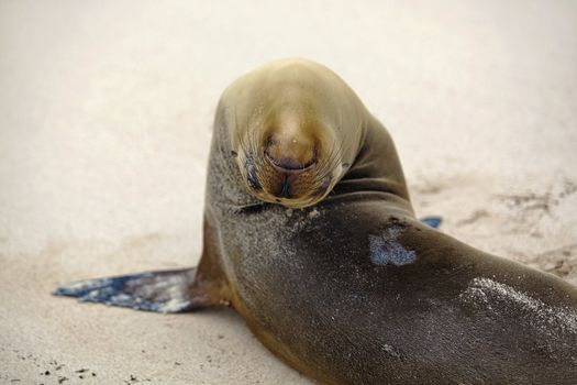 Sea lion colony on Santa Fe island, Galapagos