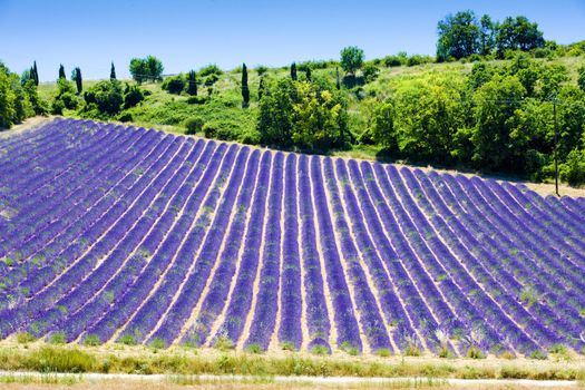 lavender field, Plateau de Valensole, Provence, France