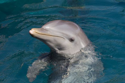 A wild bottlenose dolphin (Turisops Truncatus)  looking inquisitively out of the clear deep blue atlantic ocean 