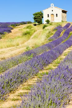 chapel with lavender field, Plateau de Valensole, Provence, France