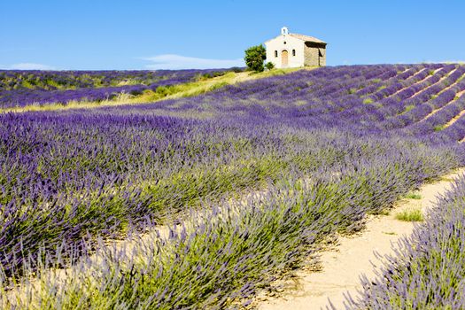 chapel with lavender field, Plateau de Valensole, Provence, France