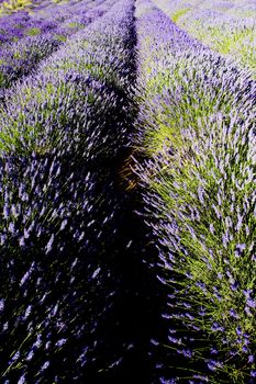 lavender field, Plateau de Valensole, Provence, France