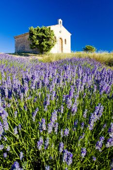 chapel with lavender field, Plateau de Valensole, Provence, France