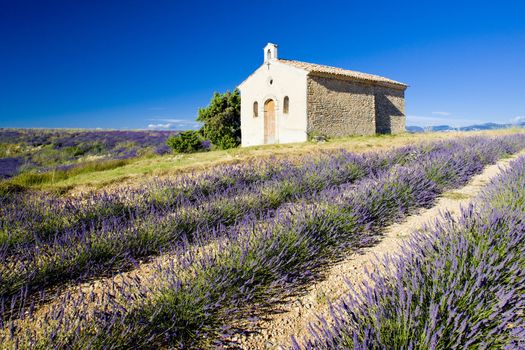 chapel with lavender field, Plateau de Valensole, Provence, France